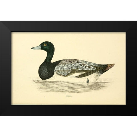 Scaup Black Modern Wood Framed Art Print by Morris, Rev FO