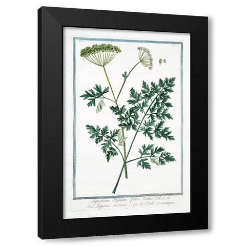 Cow Parsley 1 Black Modern Wood Framed Art Print with Double Matting by Bonelli, Giorgio