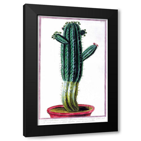 Cactus, Tithymalus Black Modern Wood Framed Art Print with Double Matting by Bonelli, Giorgio