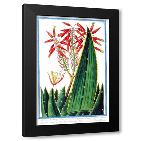 Aloe Africana Black Modern Wood Framed Art Print with Double Matting by Bonelli, Giorgio