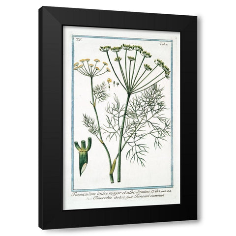 Cow Parsley 2 Black Modern Wood Framed Art Print with Double Matting by Bonelli, Giorgio