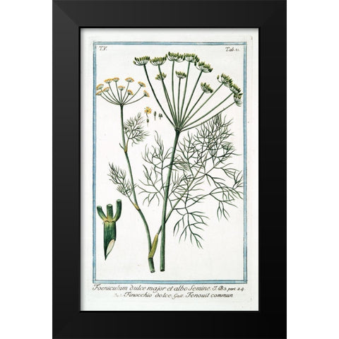 Cow Parsley 2 Black Modern Wood Framed Art Print by Bonelli, Giorgio