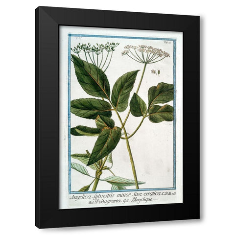 Cow Parsley 3 Black Modern Wood Framed Art Print with Double Matting by Bonelli, Giorgio