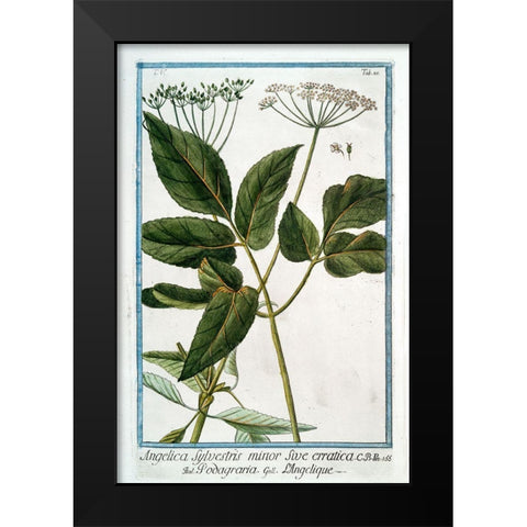 Cow Parsley 3 Black Modern Wood Framed Art Print by Bonelli, Giorgio