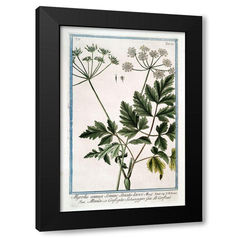 Cow Parsley 4 Black Modern Wood Framed Art Print by Bonelli, Giorgio