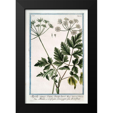 Cow Parsley 4 Black Modern Wood Framed Art Print by Bonelli, Giorgio