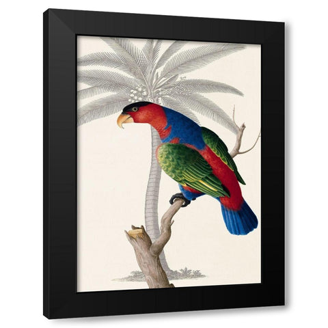 Palm/Lory Parrot Black Modern Wood Framed Art Print with Double Matting by Ehret-De Bevere