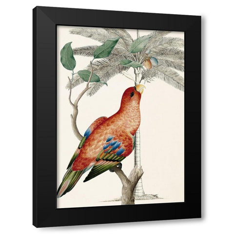 Palm/Lory Parrot Black Modern Wood Framed Art Print with Double Matting by Ehret-De Bevere