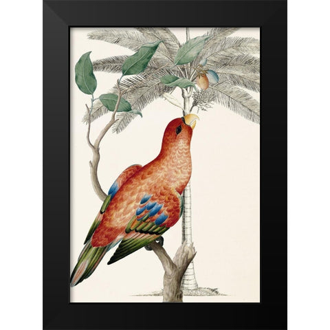 Palm/Lory Parrot Black Modern Wood Framed Art Print by Ehret-De Bevere