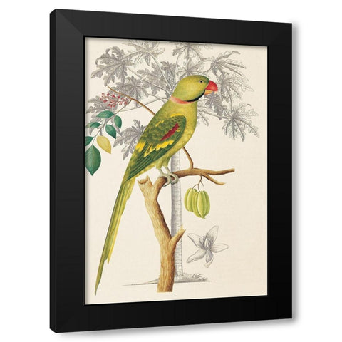 Palm/Parakeet Black Modern Wood Framed Art Print with Double Matting by Ehret-De Bevere