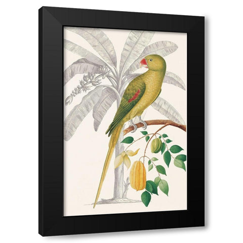 Palm/Parakeet Black Modern Wood Framed Art Print with Double Matting by Ehret-De Bevere