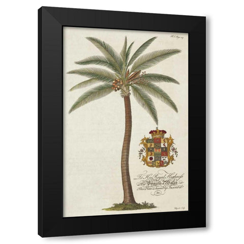 Coconut Palm Black Modern Wood Framed Art Print with Double Matting by Ehret, Georg