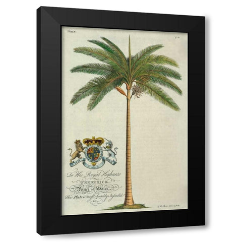 King Palm Black Modern Wood Framed Art Print with Double Matting by Ehret, Georg