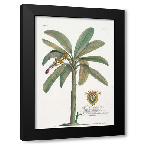 Banana Tree Black Modern Wood Framed Art Print by Ehret, Georg
