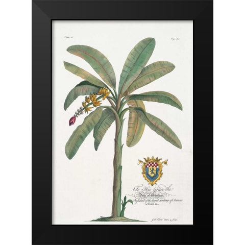 Banana Tree Black Modern Wood Framed Art Print by Ehret, Georg