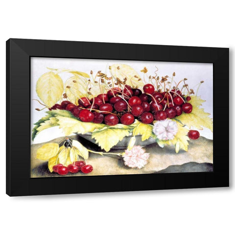 Dish of Cherries and Carnation Black Modern Wood Framed Art Print with Double Matting by Garzoni, Giovanna