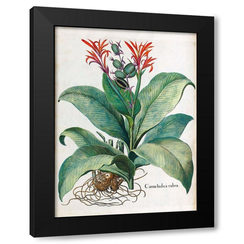 Canna Indica Black Modern Wood Framed Art Print by Besler, Basilius