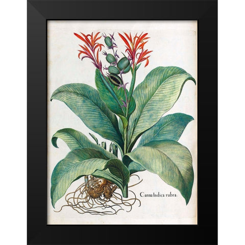 Canna Indica Black Modern Wood Framed Art Print by Besler, Basilius