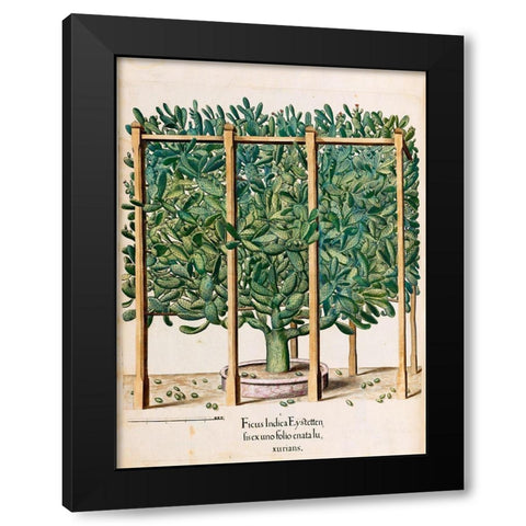 Ficus Black Modern Wood Framed Art Print with Double Matting by Besler, Basilius