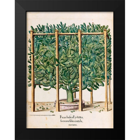 Ficus Black Modern Wood Framed Art Print by Besler, Basilius
