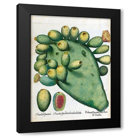 Cactus Black Modern Wood Framed Art Print by Besler, Basilius
