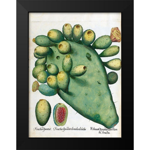 Cactus Black Modern Wood Framed Art Print by Besler, Basilius