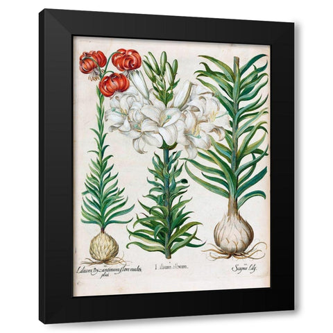 Lilies Black Modern Wood Framed Art Print by Besler, Basilius