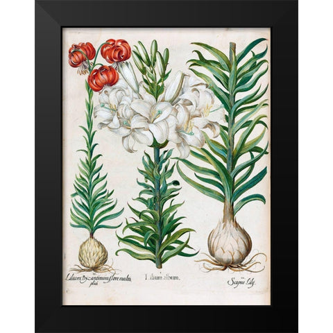 Lilies Black Modern Wood Framed Art Print by Besler, Basilius