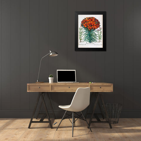 Lily, Polyanthus Black Modern Wood Framed Art Print by Besler, Basilius