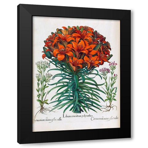 Lily, Polyanthus Black Modern Wood Framed Art Print with Double Matting by Besler, Basilius