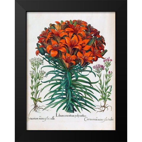 Lily, Polyanthus Black Modern Wood Framed Art Print by Besler, Basilius