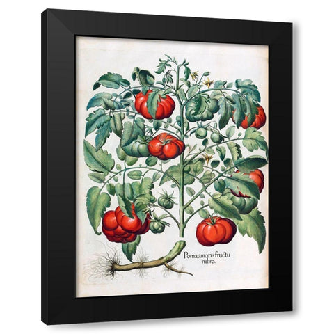 Tomato Black Modern Wood Framed Art Print with Double Matting by Besler, Basilius
