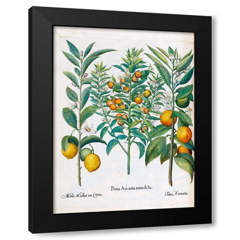 Orange, Lemons Black Modern Wood Framed Art Print with Double Matting by Besler, Basilius