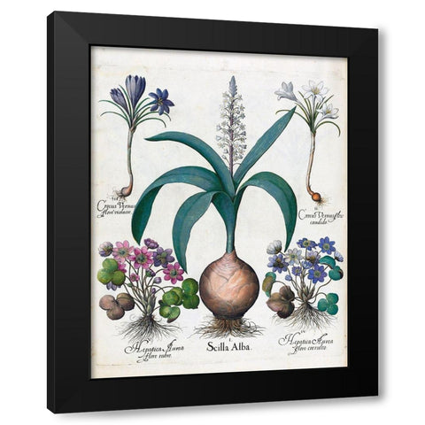 Crocus, Alba and Hepatica Black Modern Wood Framed Art Print with Double Matting by Besler, Basilius