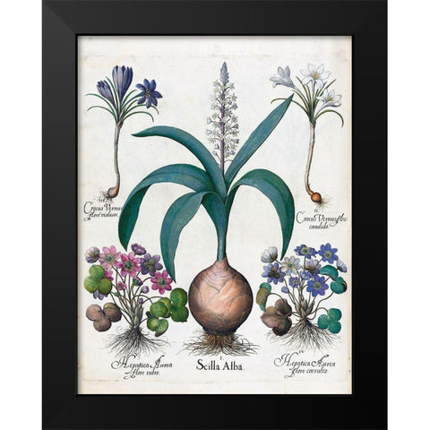 Crocus, Alba and Hepatica Black Modern Wood Framed Art Print by Besler, Basilius