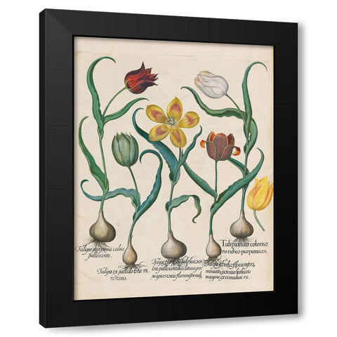 Tulips Black Modern Wood Framed Art Print by Besler, Basilius
