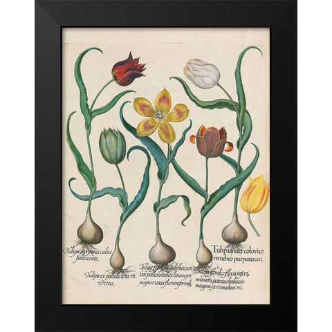 Tulips Black Modern Wood Framed Art Print by Besler, Basilius