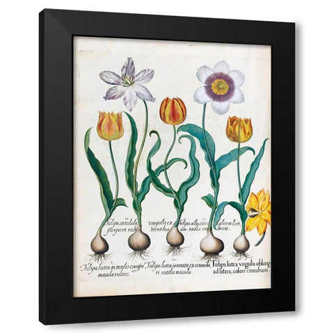 Tullips Black Modern Wood Framed Art Print by Besler, Basilius