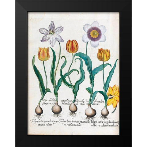 Tullips Black Modern Wood Framed Art Print by Besler, Basilius