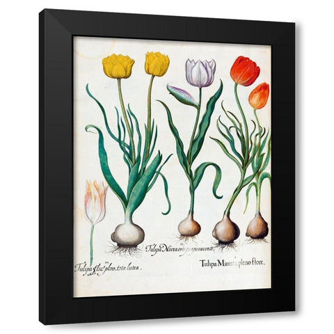 Tulips Black Modern Wood Framed Art Print with Double Matting by Besler, Basilius