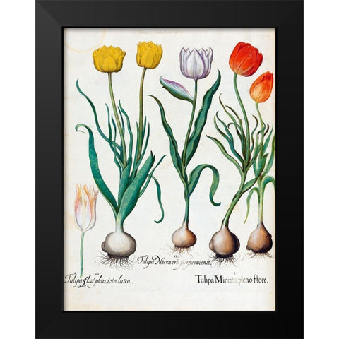 Tulips Black Modern Wood Framed Art Print by Besler, Basilius