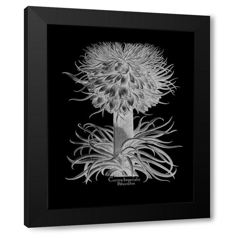 Corona Imperialis Polyanthos Black Modern Wood Framed Art Print by Besler, Basilius