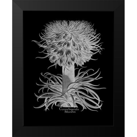 Corona Imperialis Polyanthos Black Modern Wood Framed Art Print by Besler, Basilius