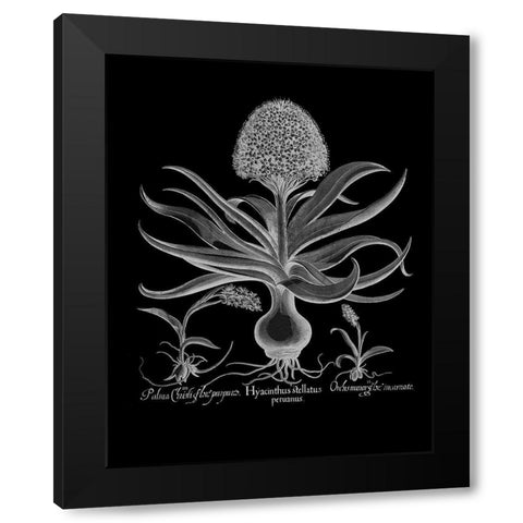 Hyacinthus Black Modern Wood Framed Art Print by Besler, Basilius