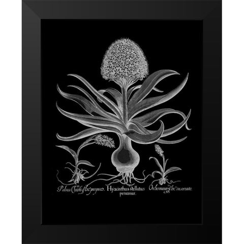 Hyacinthus Black Modern Wood Framed Art Print by Besler, Basilius