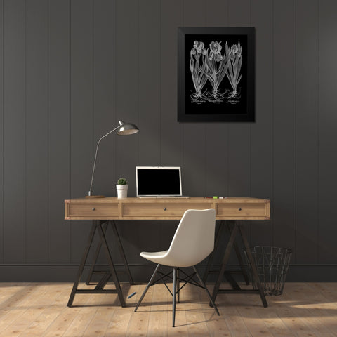 Iris Latifolia Black Modern Wood Framed Art Print by Besler, Basilius