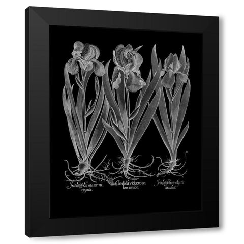 Iris Latifolia Black Modern Wood Framed Art Print by Besler, Basilius