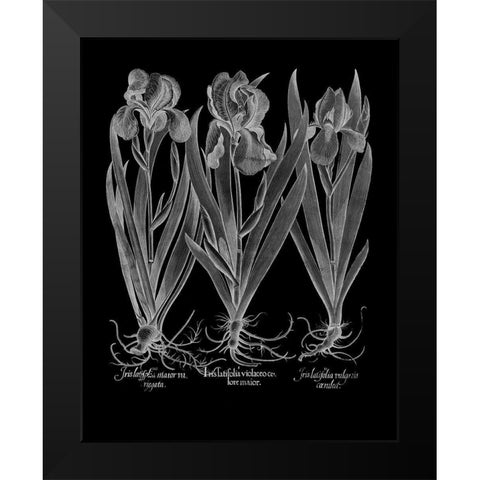 Iris Latifolia Black Modern Wood Framed Art Print by Besler, Basilius