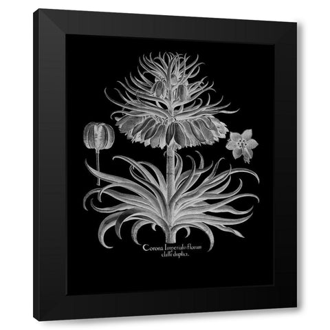 Corona Imperialis Florum Black Modern Wood Framed Art Print with Double Matting by Besler, Basilius