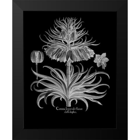 Corona Imperialis Florum Black Modern Wood Framed Art Print by Besler, Basilius